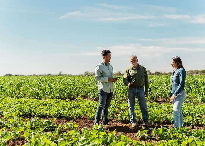 a few people standing in a corn field